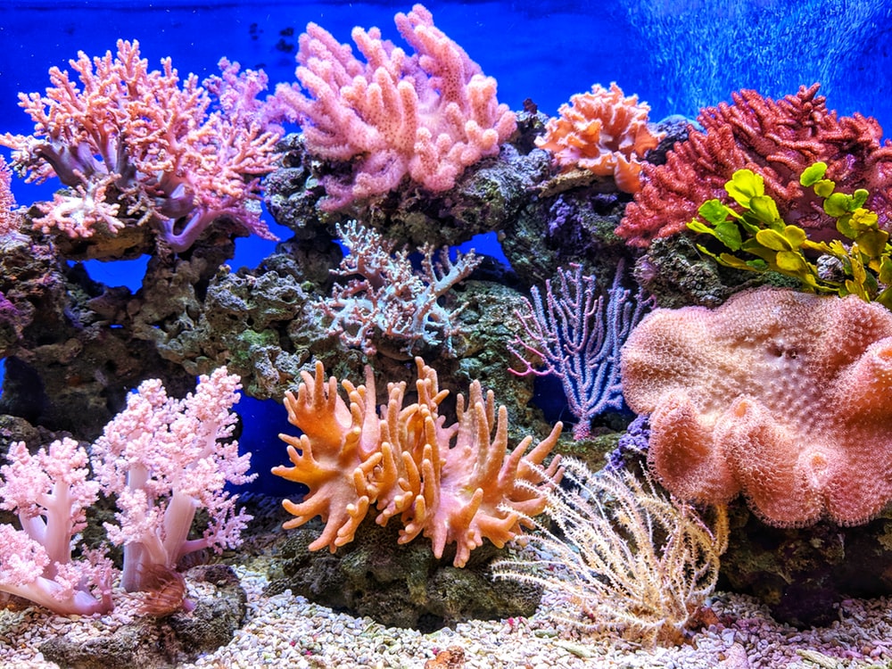 Диффузионный аромат Коралл